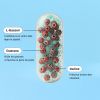 Cure Probio Ventre plat - 30 jours