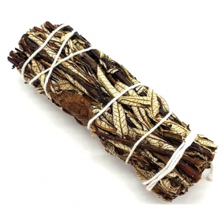 Sauge noire Yerba Santa - 