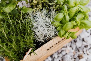 astuce zéro déchet : planter un potager